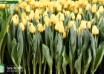 Tulipa Lobke (2)